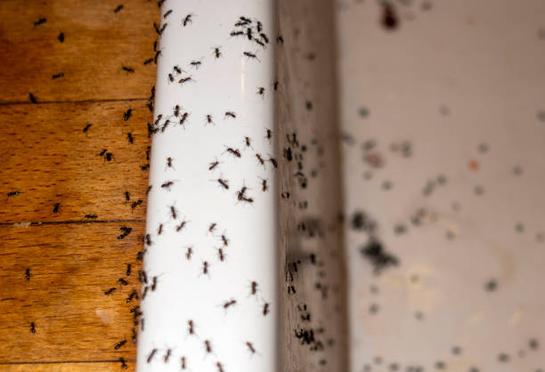 Best Affordable Pest Control Services  in North Haverhill, NH