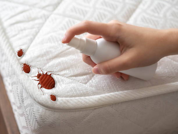 Best Termite Control Services  in North Haverhill, NH