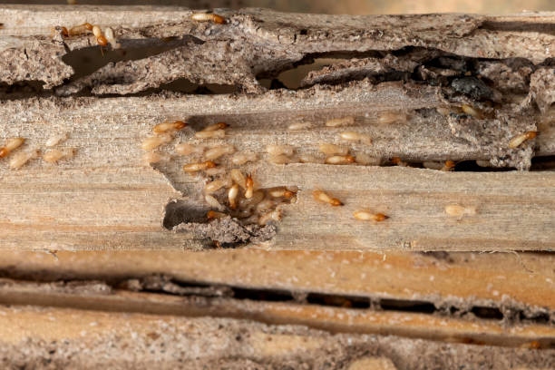 Pest Control for Restaurants in North Haverhill, NH