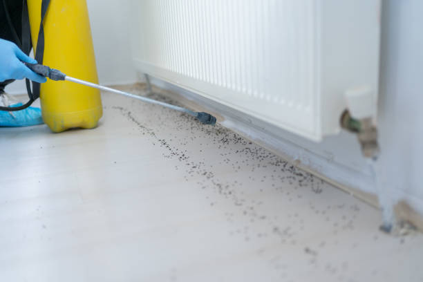 Best Ant Control Services  in North Haverhill, NH